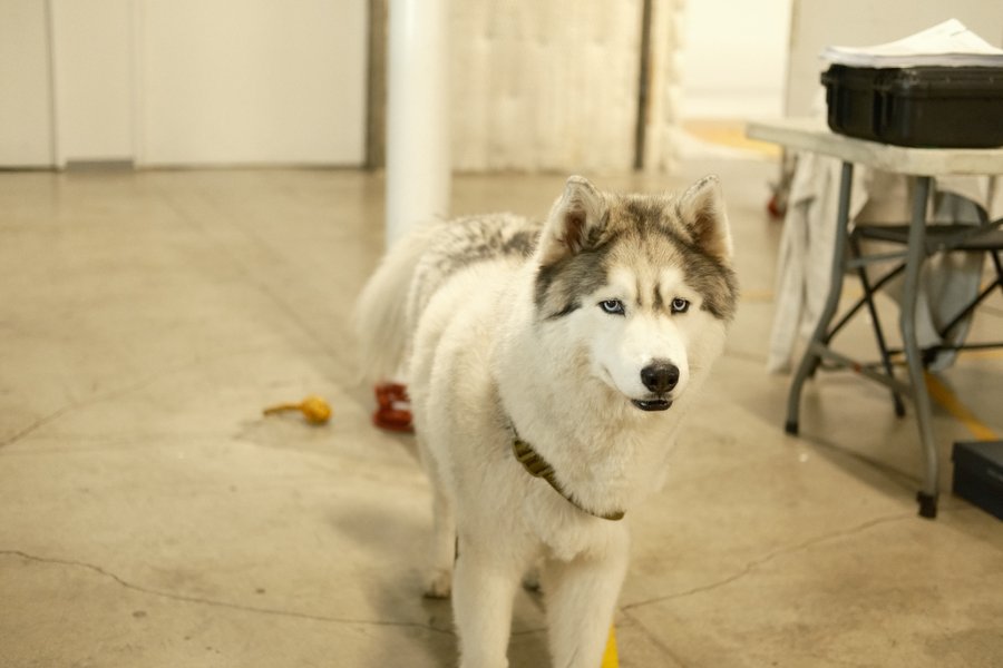A husky visits the set